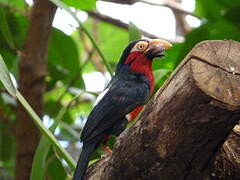 Bearded Barbet