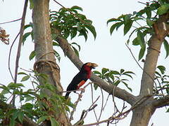 Bearded Barbet