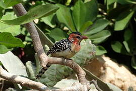 Red-and-yellow Barbet