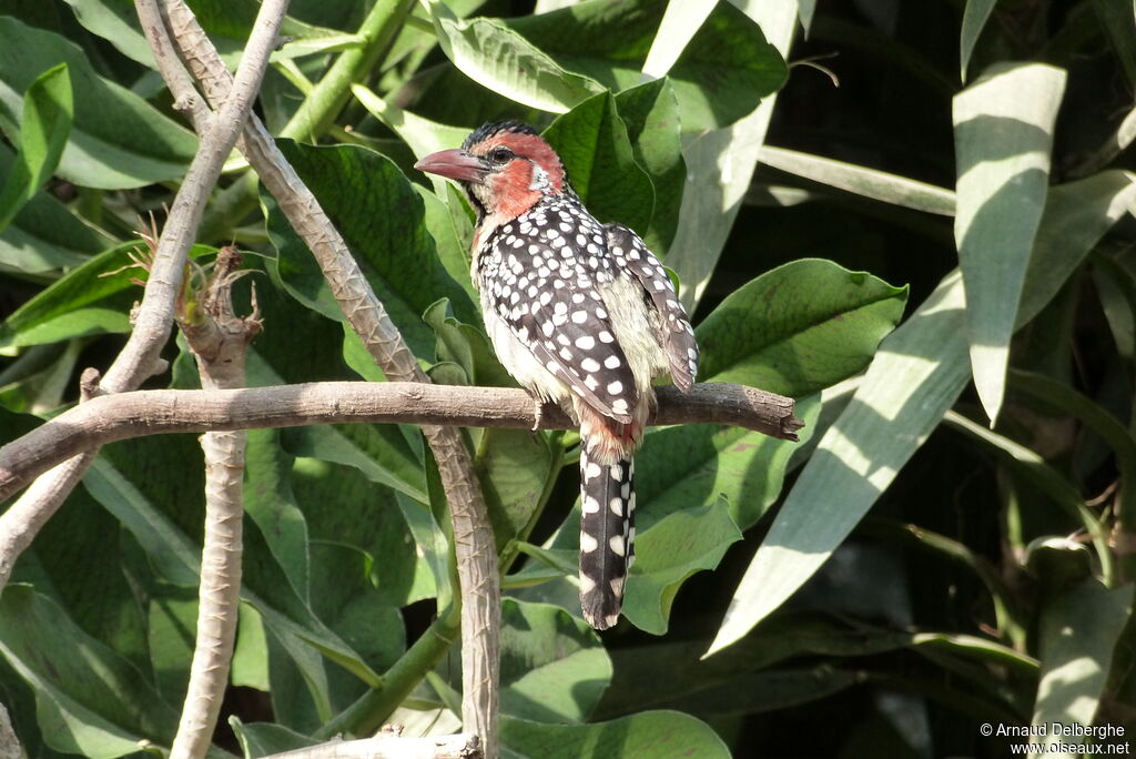 Red-and-yellow Barbet