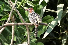 Red-and-yellow Barbet