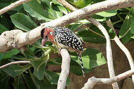 Red-and-yellow Barbet