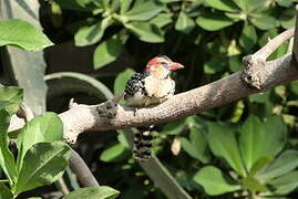 Red-and-yellow Barbet