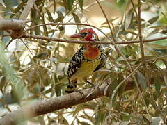 Red-and-yellow Barbet