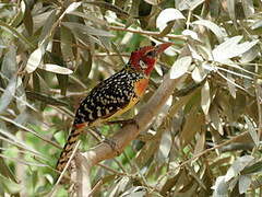 Red-and-yellow Barbet