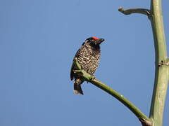 Banded Barbet