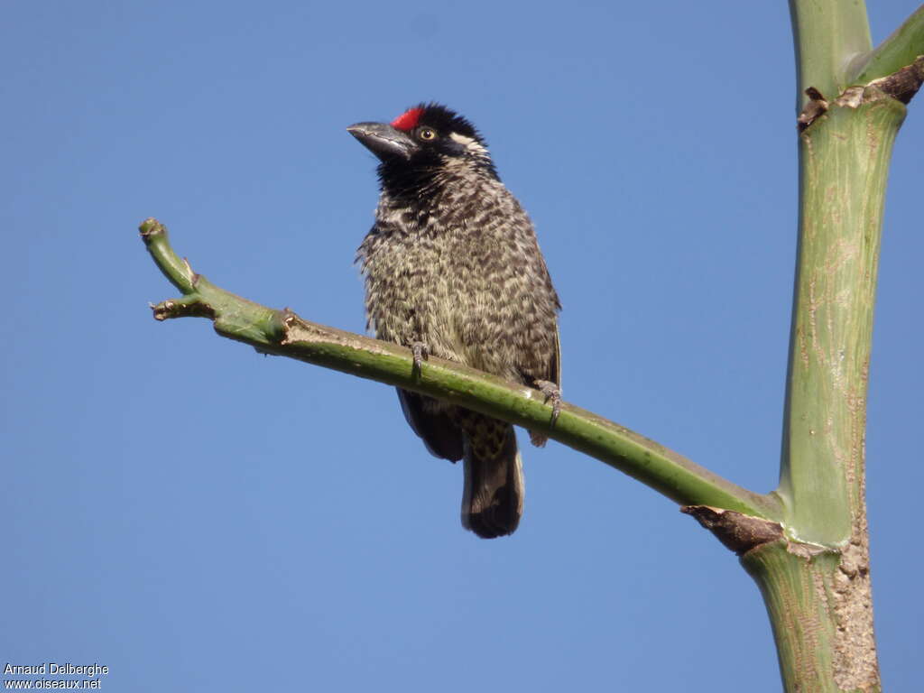 Banded Barbetadult