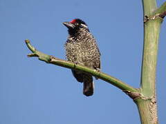 Banded Barbet