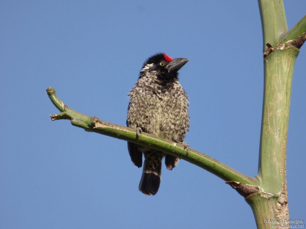 Banded Barbet