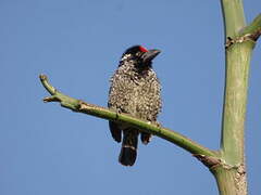 Banded Barbet