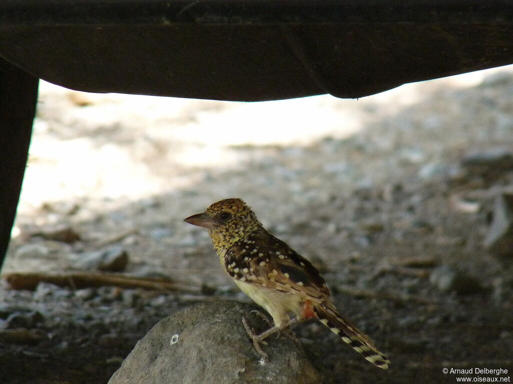 D'Arnaud's Barbet