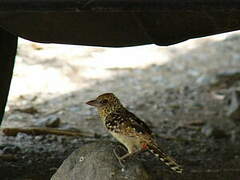 D'Arnaud's Barbet