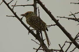 D'Arnaud's Barbet