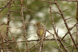 D'Arnaud's Barbet