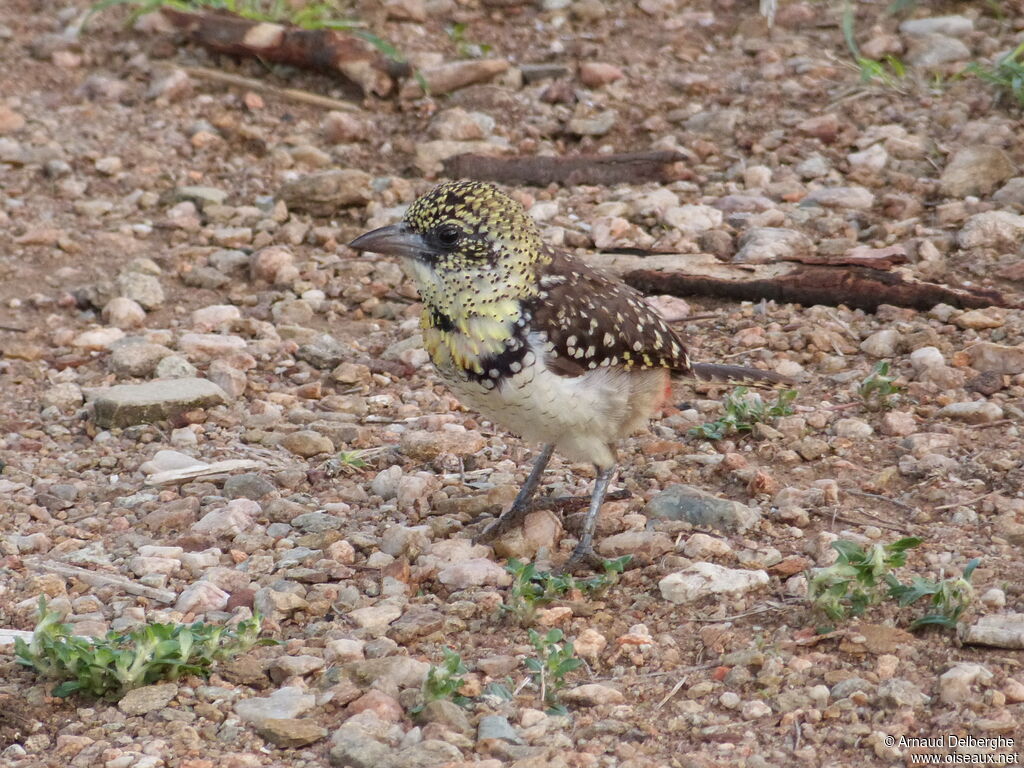 D'Arnaud's Barbet