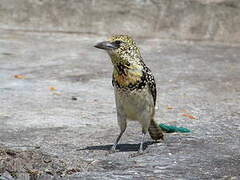 D'Arnaud's Barbet