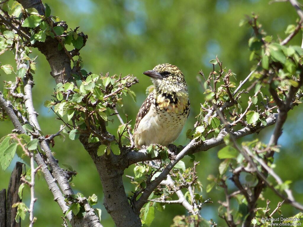 D'Arnaud's Barbet