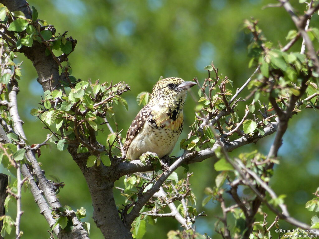 D'Arnaud's Barbet