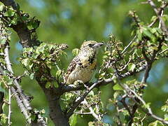 D'Arnaud's Barbet