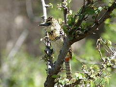 D'Arnaud's Barbet