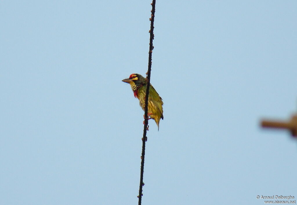 Coppersmith Barbet