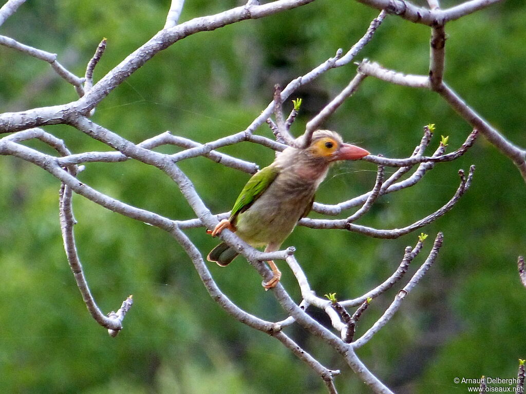 Brown-headed Barbet