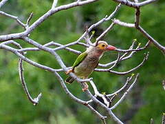 Brown-headed Barbet