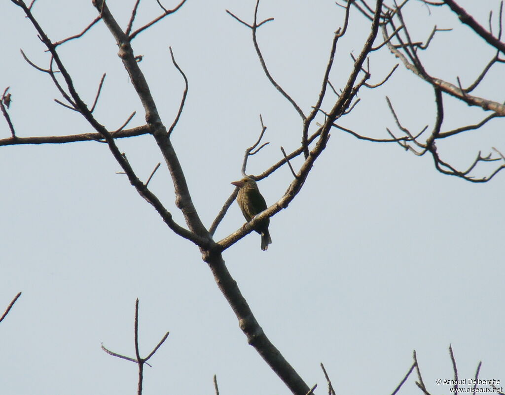 Lineated Barbet