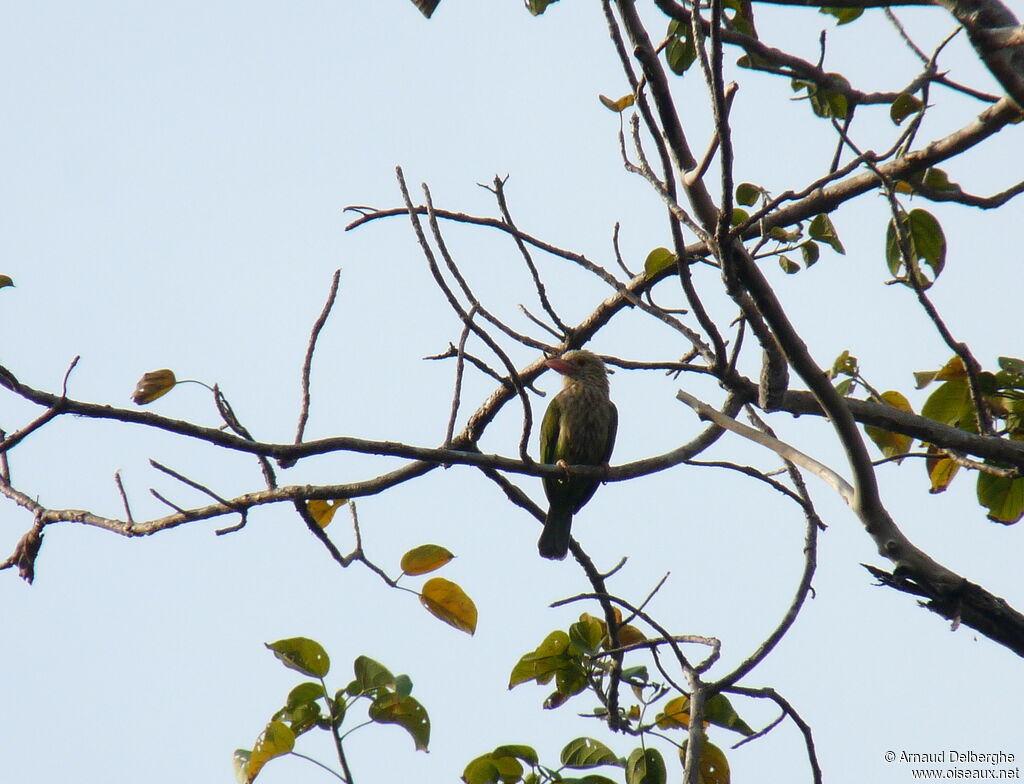 Lineated Barbet