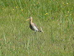 Black-tailed Godwit