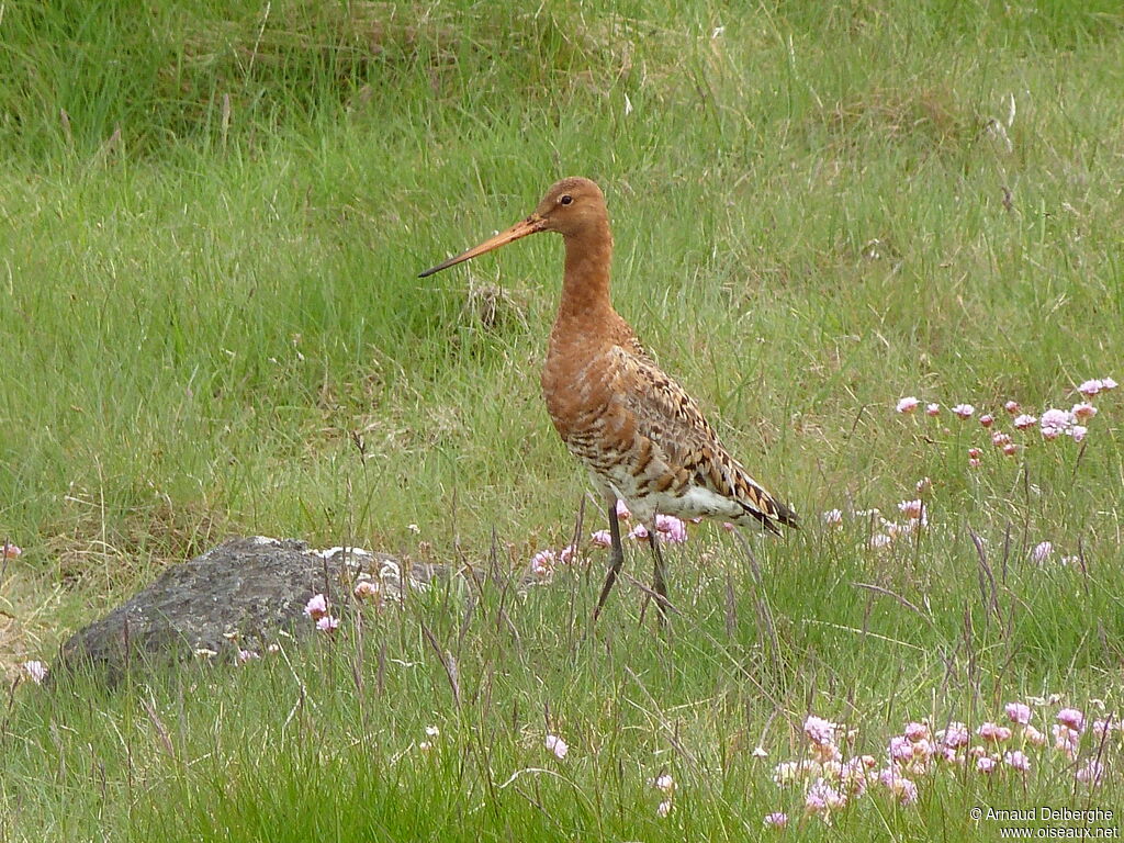 Black-tailed Godwit