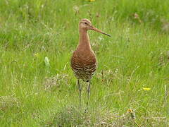 Black-tailed Godwit