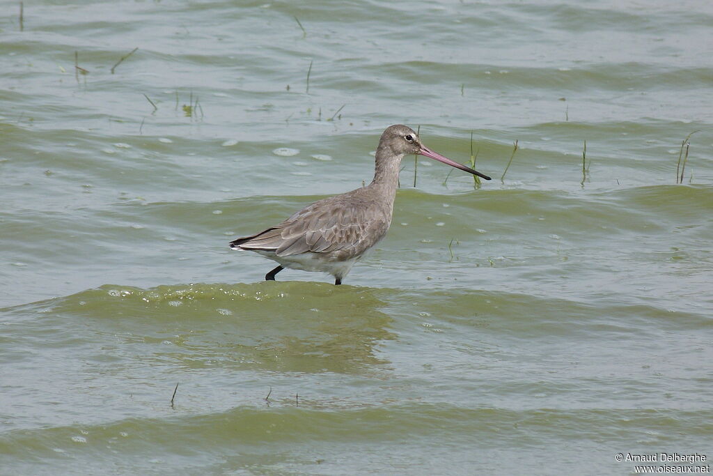 Black-tailed Godwit