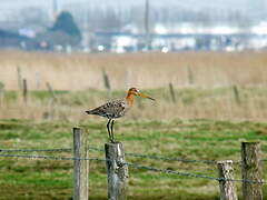 Black-tailed Godwit