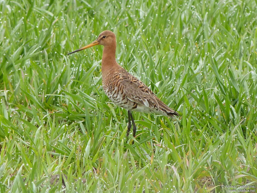 Black-tailed Godwit