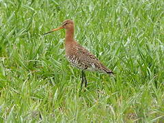 Black-tailed Godwit