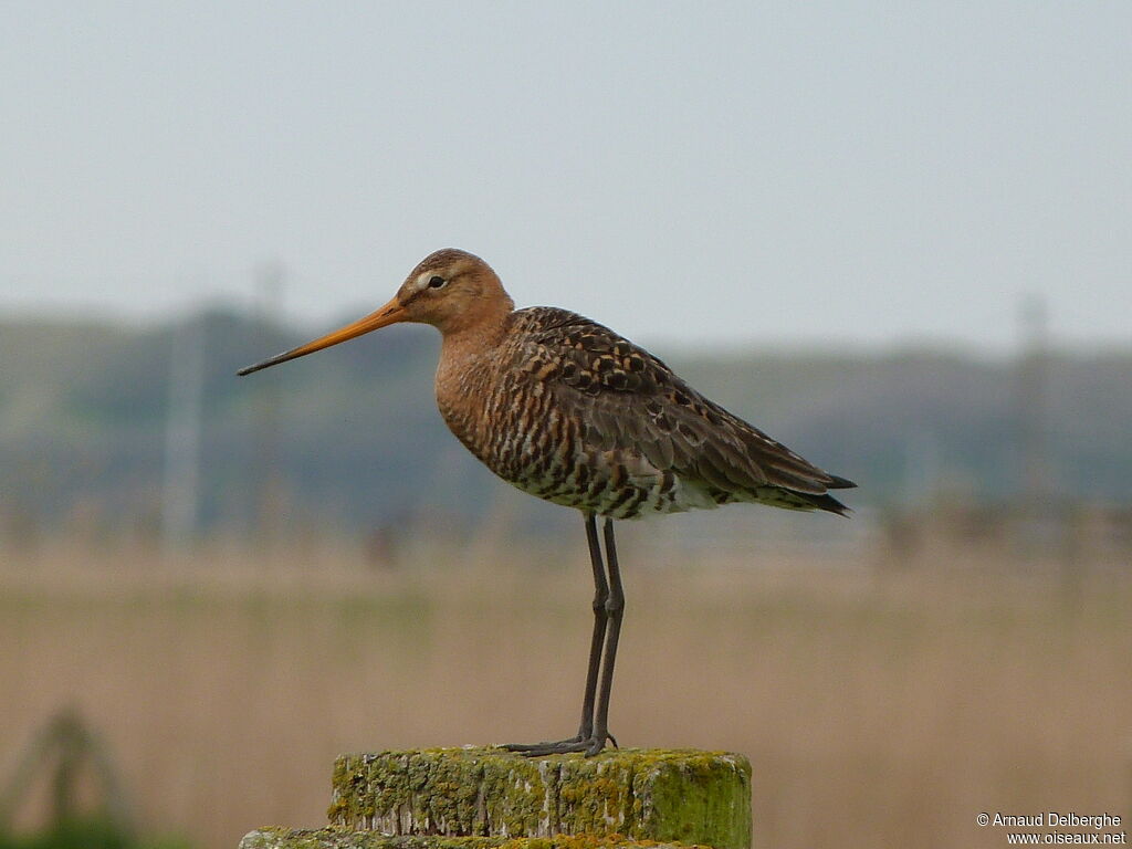 Black-tailed Godwit