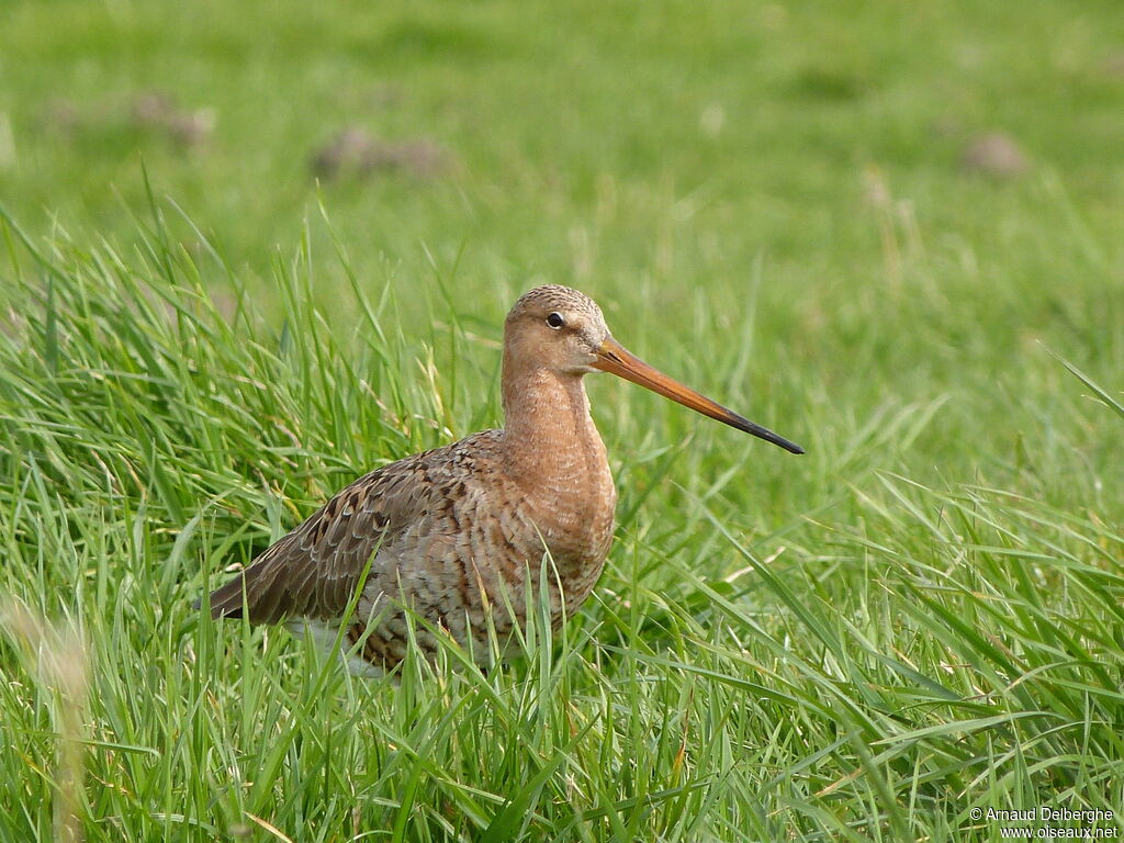 Black-tailed Godwit