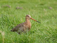 Black-tailed Godwit