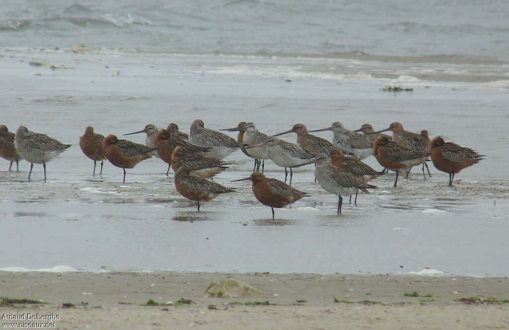 Bar-tailed Godwit, habitat, Behaviour