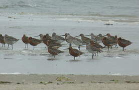 Bar-tailed Godwit