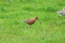 Bar-tailed Godwit