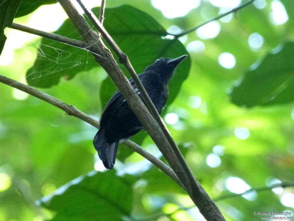 Black-hooded Antshrike