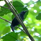 Batara capucin
