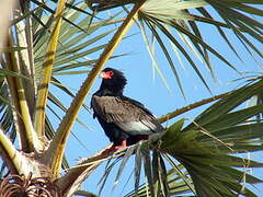 Bateleur