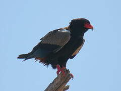 Bateleur