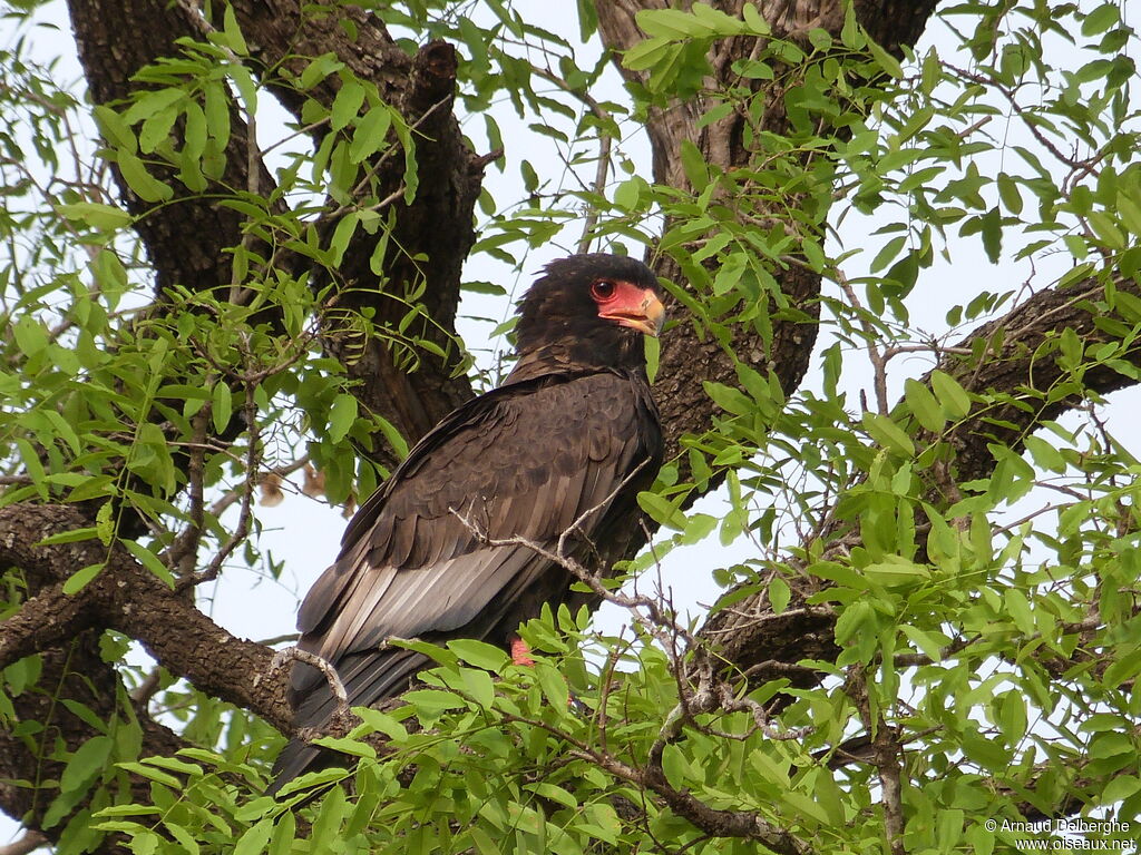 Bateleur