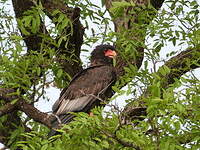 Bateleur des savanes