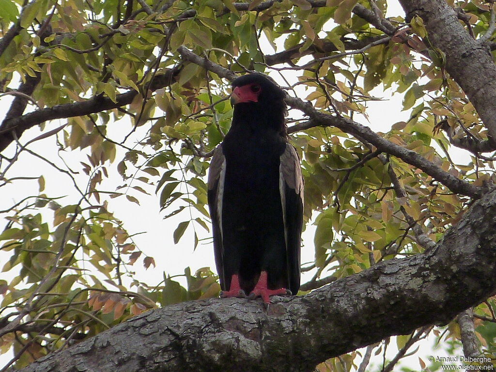 Bateleur