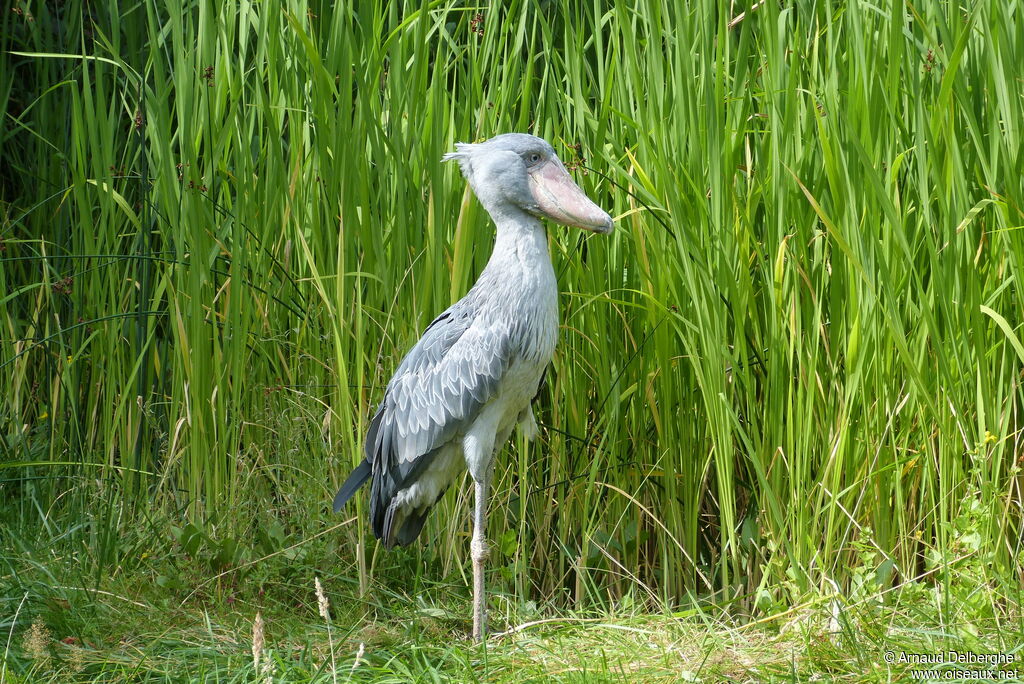 Shoebill